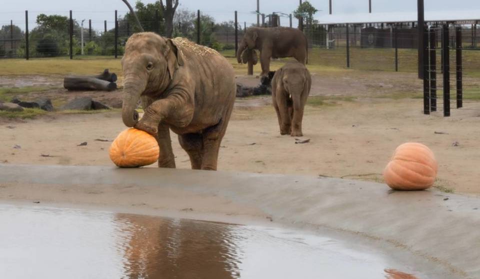 Melbourne Werribee Zoo’s pumpkin spectacle: 150-degree hippo jaws, 40,000-muscle trunks &amp; a ‘spectacular crunch’ (kids go free)