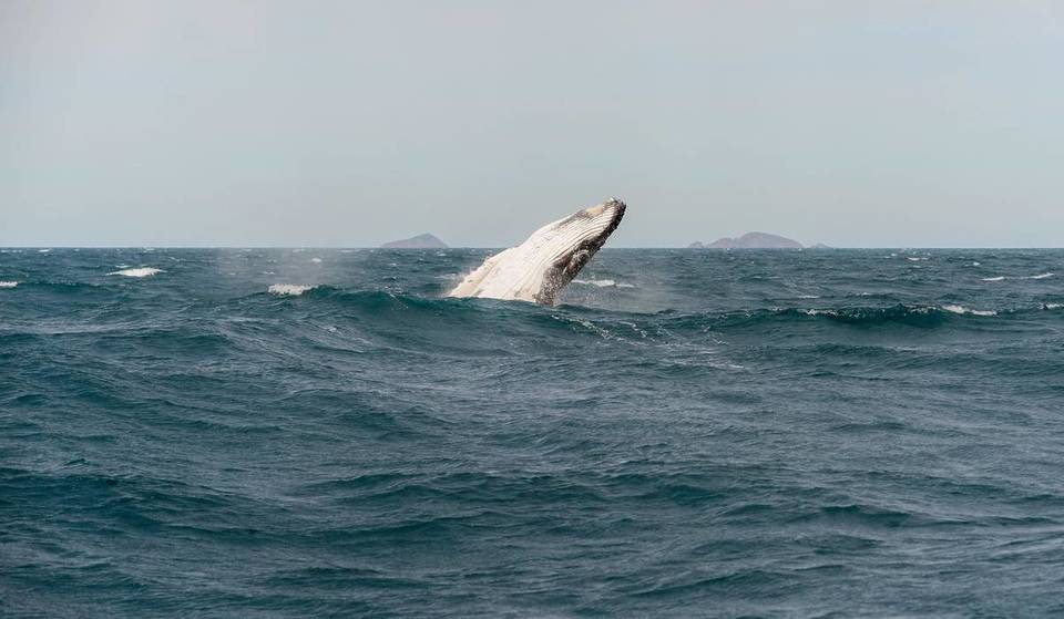 The best flipping places to go whale watching in Victoria