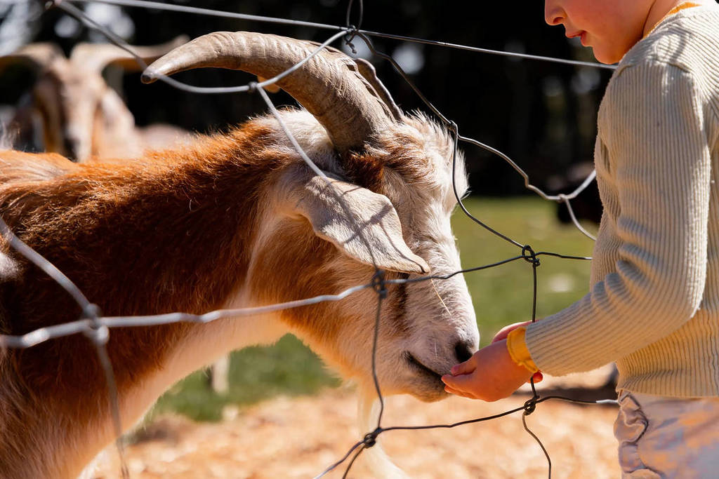 child feeding goat at Benton Rise Farm