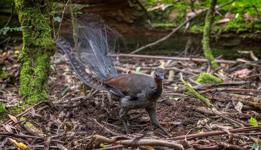 superb lyrebird on the walking along the ground in Sherbrooke Forest