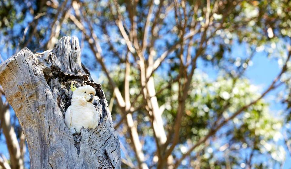 5 of the top birdwatching trails near Melbourne, from cliff hikes to forest strolls