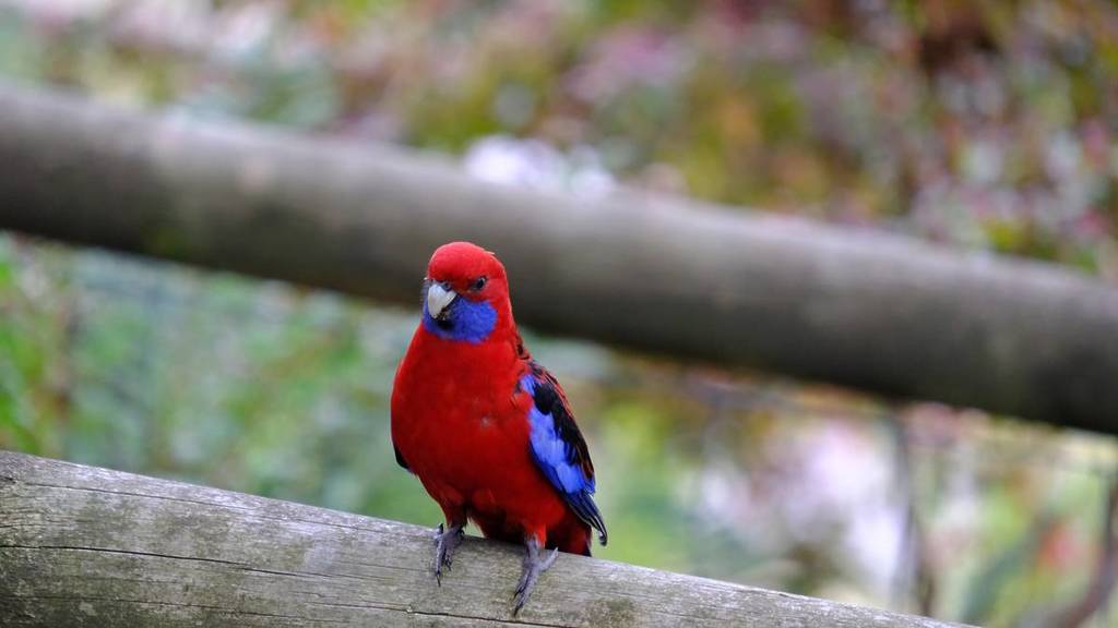 a crimson rosella on a branch in the Dandenong Ranges