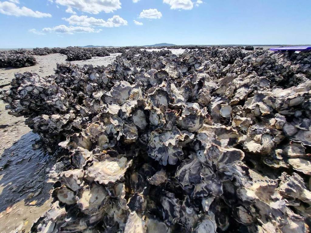 oyster shells making a reef on a beach in Mornington as part of the Shell Saver project