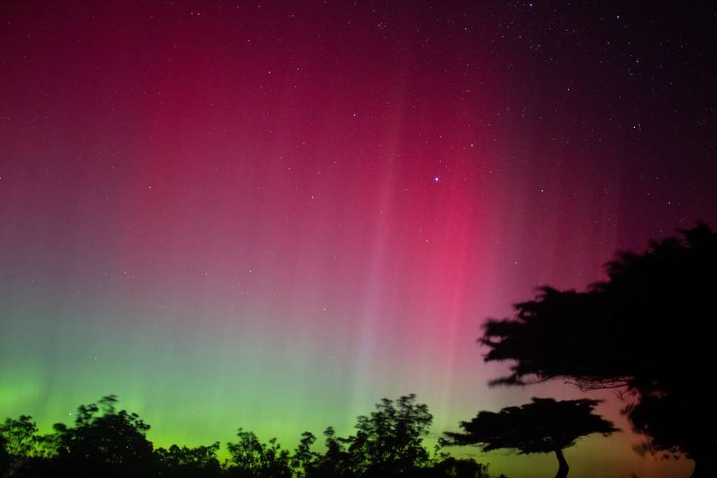 aurora australis with the silhouette of trees in the foreground, taken at Flinders