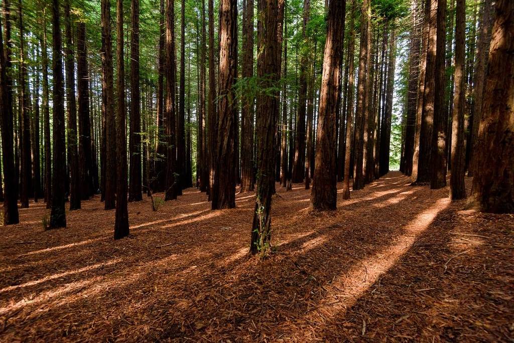 a bit of light filtering through the trees in the redwood forest near Warburton