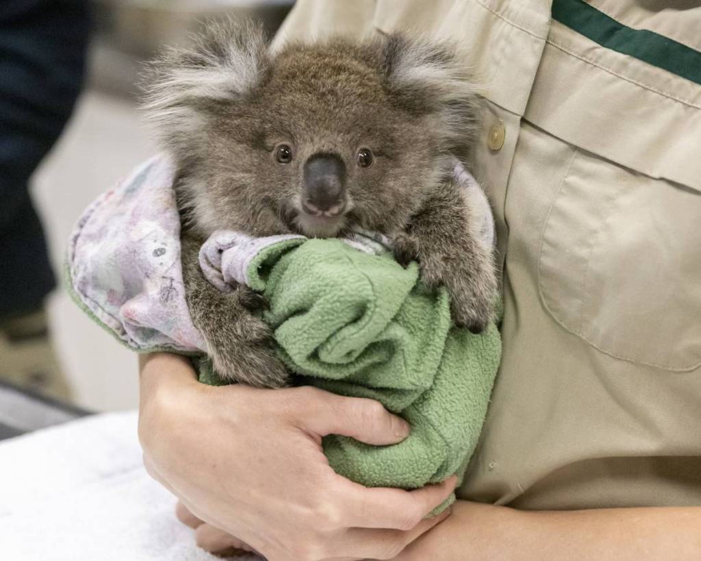koala getting a vet check at Healesville Sanctuary