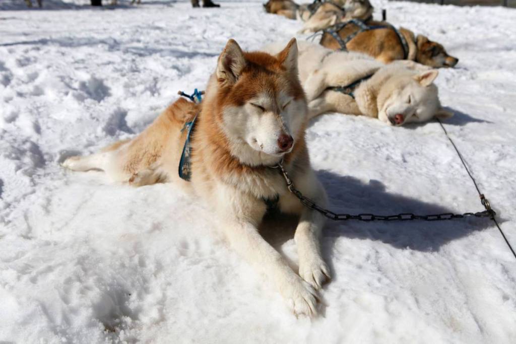 some of the Howling Huskies having a snooze in the sun on the snow