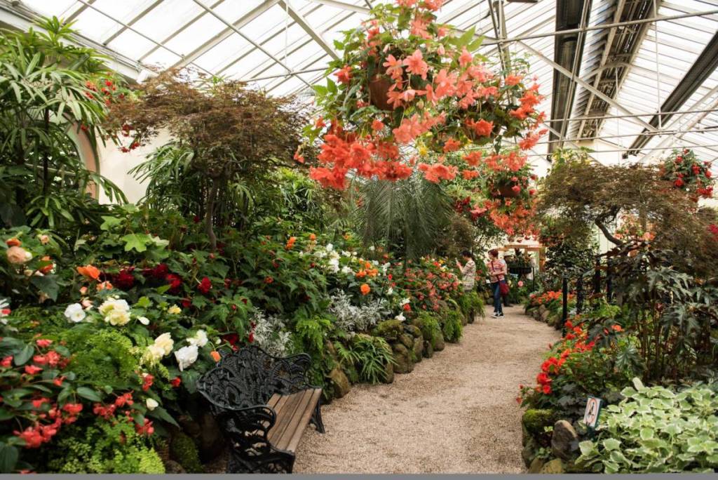 path and begonia display at the Conservatory in Fitzroy Gardens