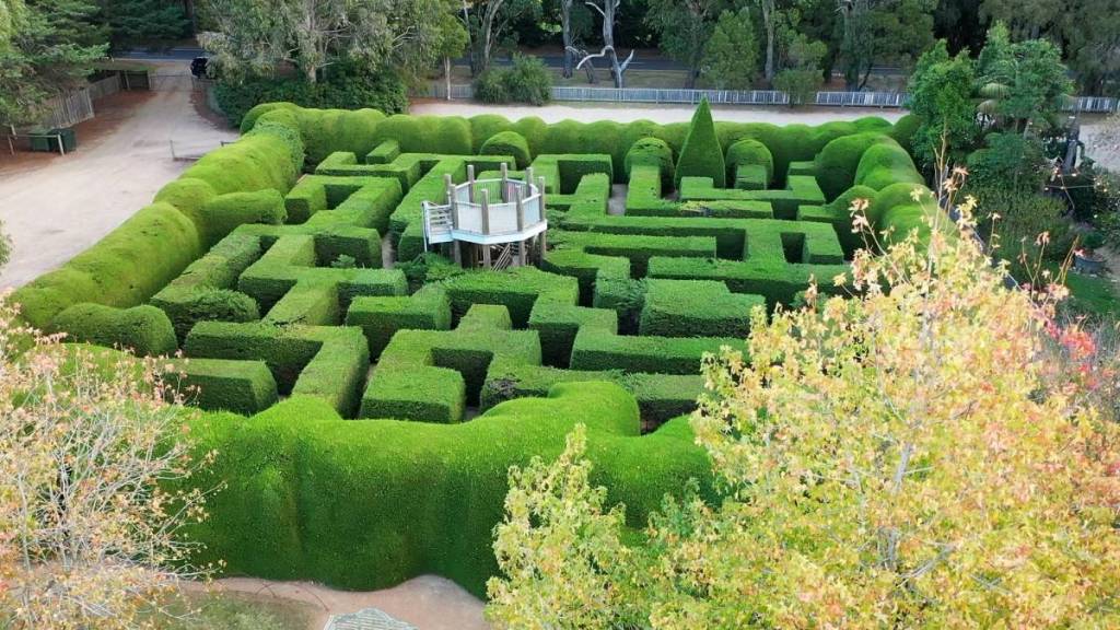 view of the hedge maze at Ashcome Maze & Lavender Gardens
