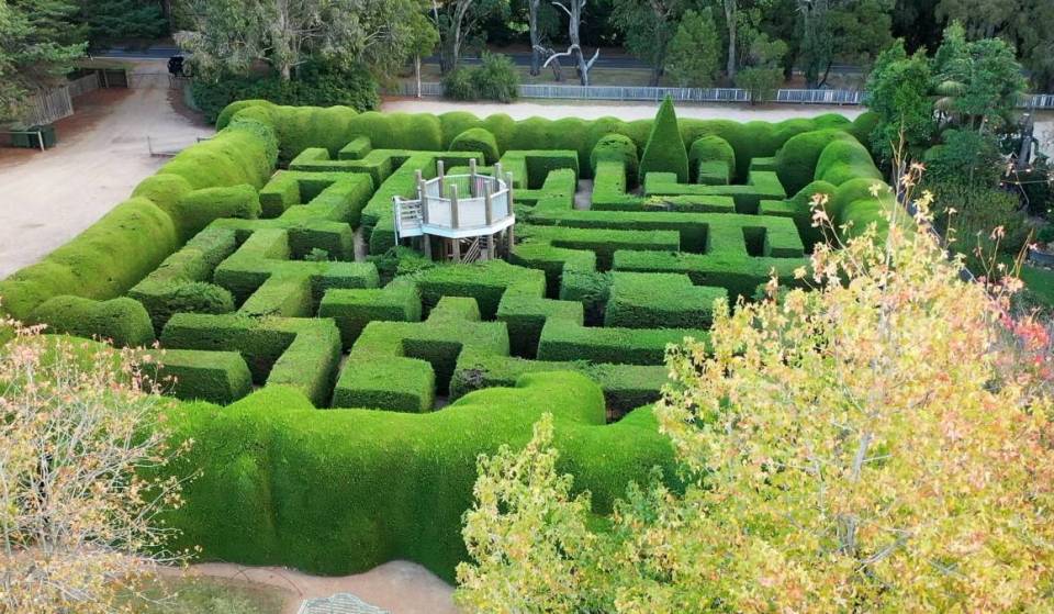 This whimsical garden one hour away from Melbourne is home to Australia’s oldest hedge maze, and has lavender blooming all year round