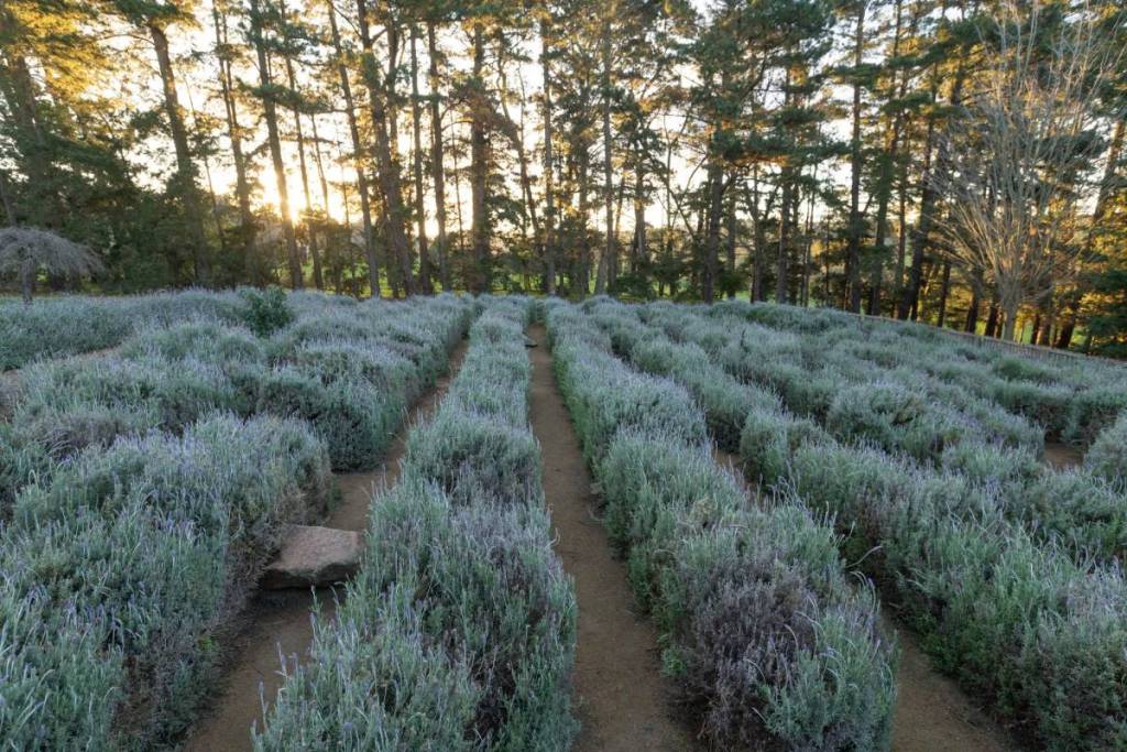 rows of lavender bushes in winter at Ashcombe Maze & Lavender Gardens