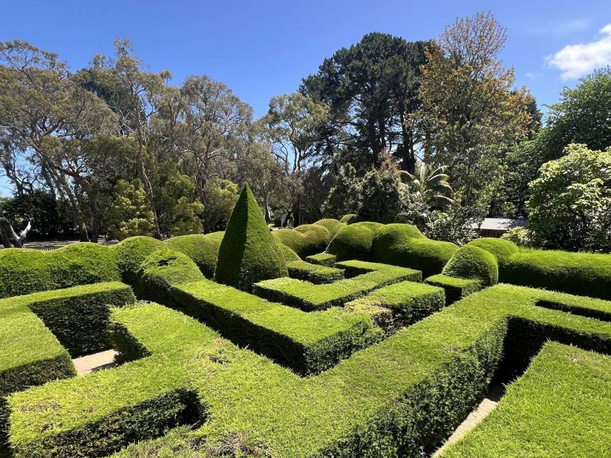 view of a section of the hedge maze at Ashcombe Maze & Lavender Gardens