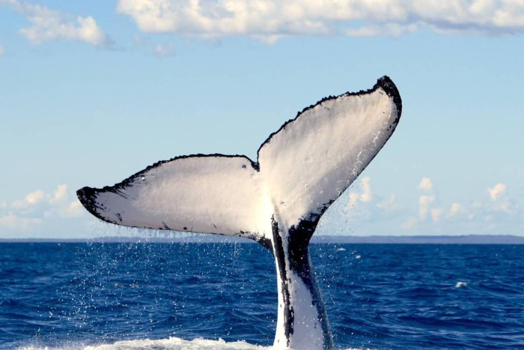 whale tail flipping out of the ocean near Phillip Island