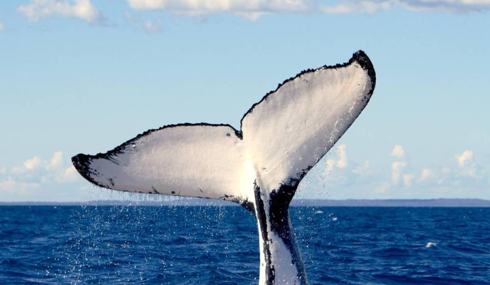 This popular island near Melbourne is hosting a winter whale festival this weekend, with cruises, film screenings and more