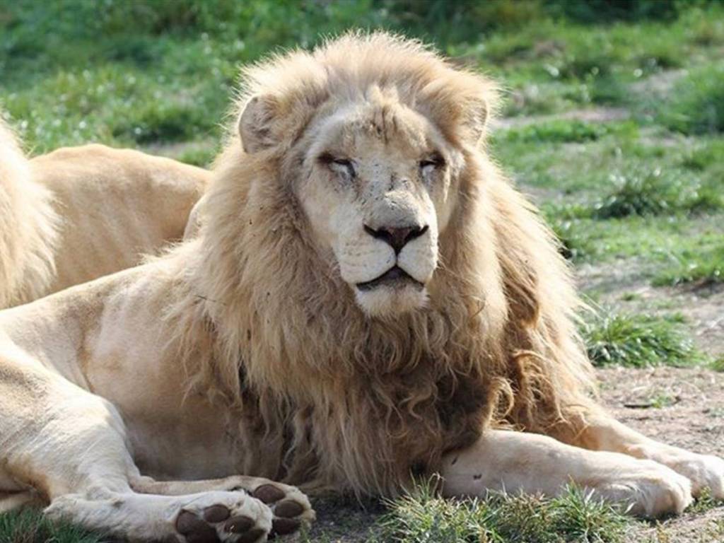 white lion at Mansfield Zoo