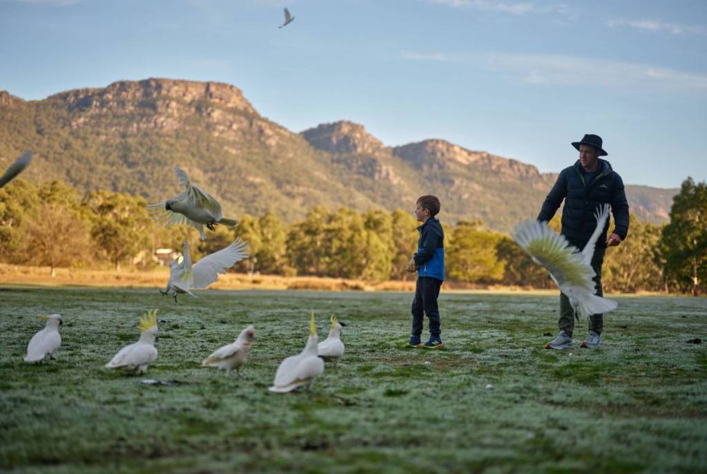 child looking at cockatoos flying at Halls Gap Lakeside Tourist Park