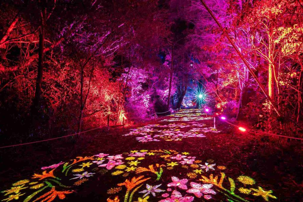 flower projections on a path through Geelong Botanic Gardens at Eclipse: In Bloom