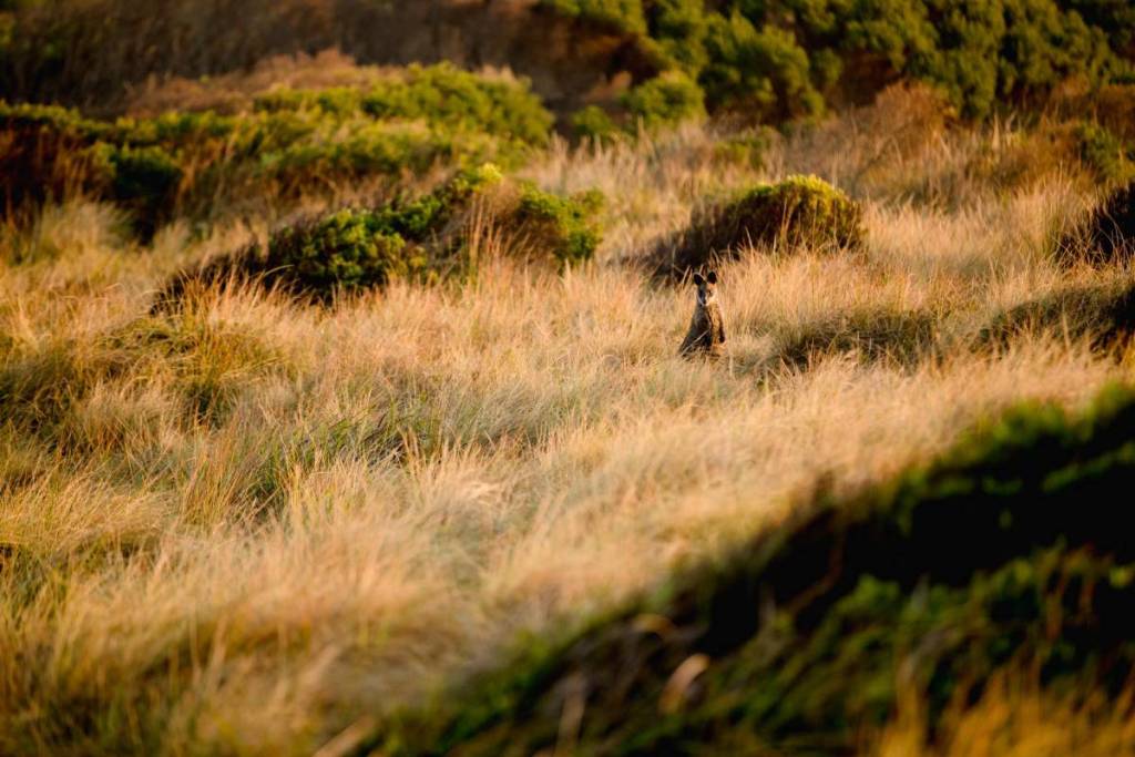 wallaby among the brown grass on a windy day on the Pyramid Rock walk