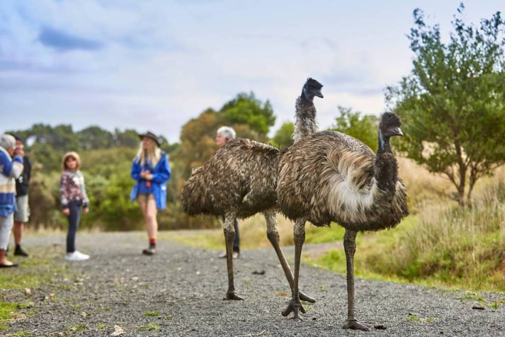 emus walking on a path and being watched by visitors at Wildlife Wonders