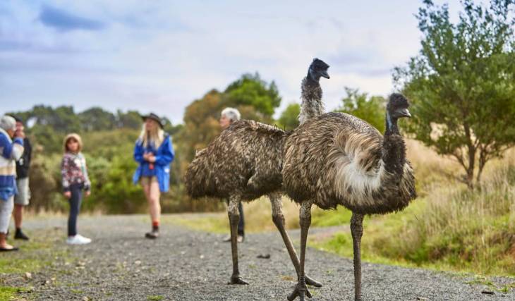 Forget the Shire! This 30-acre wildlife sanctuary in Apollo Bay was created by the Hobbiton landscape designer
