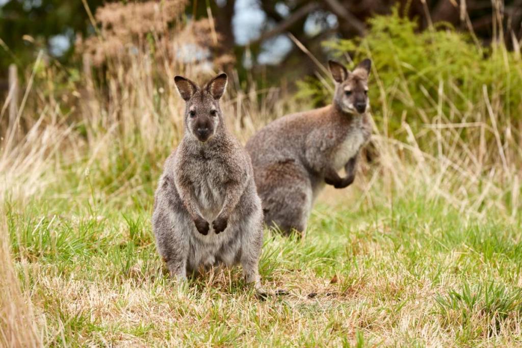 two wallabies in the grassy area of Wildlife Wonders sanctuary