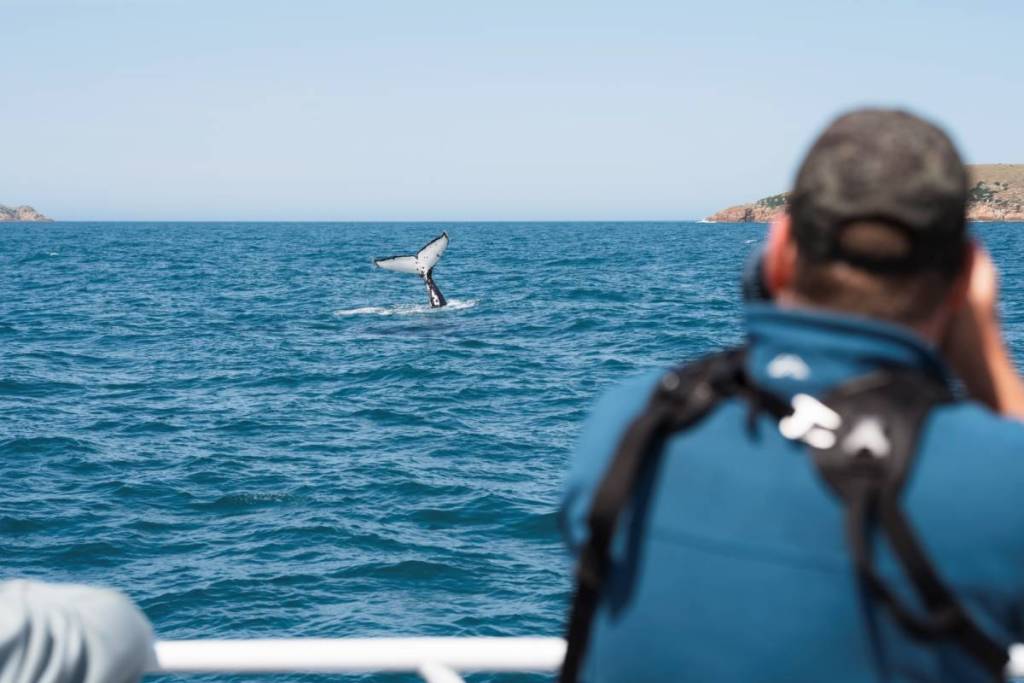 whale tail flipping in the water while passengers on a Wildlife Coast Cruises trip watch near Wilsons Prom