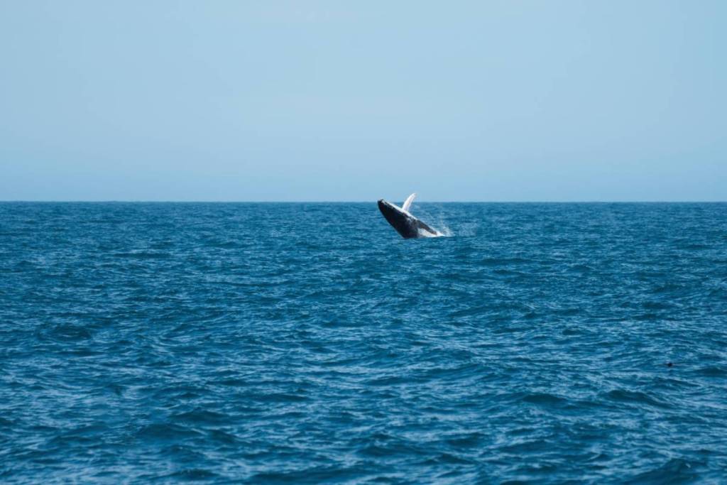 whale breaching water surface near Wilsons Prom