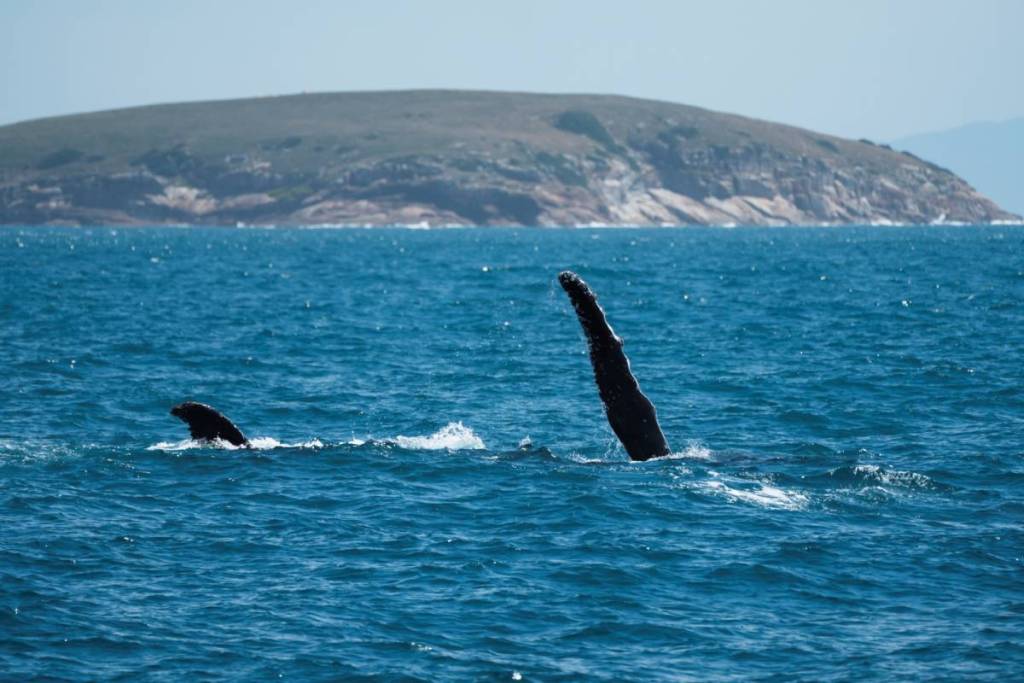 whale flippers in air near Wilsons Prom