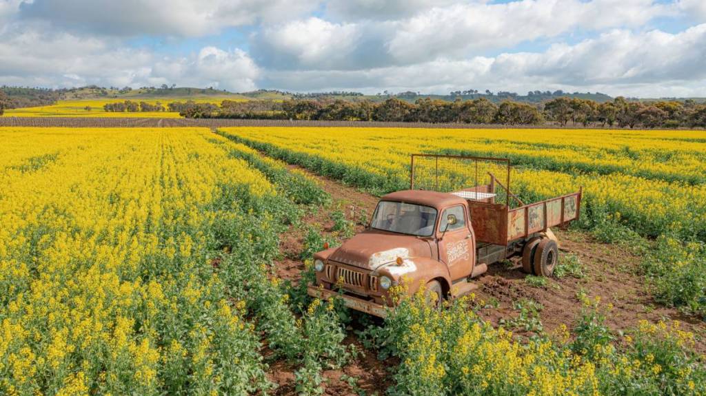 truck among the canola on the Cornella Canola Walk