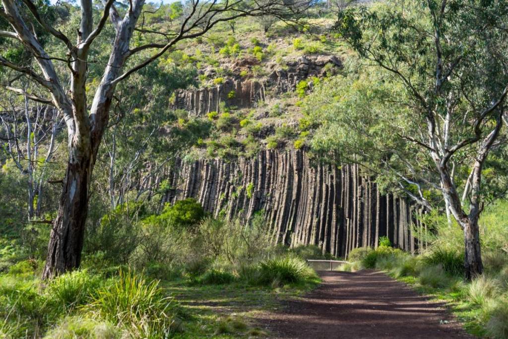 view of the basalt columns among trees at Organ Pipes National Park