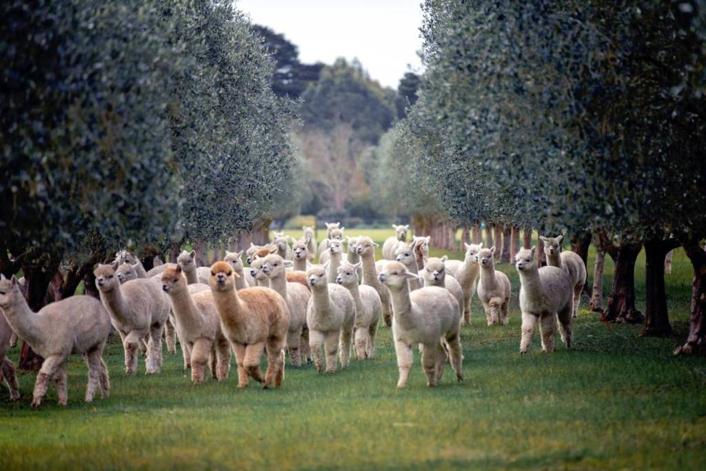 a herd of alpacas on a farm