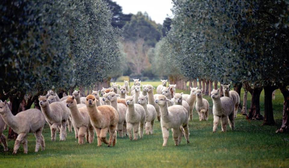Over 300 fluffy alpacas are taking over Bendigo, and you can capture their beauty in a live paint and sip session