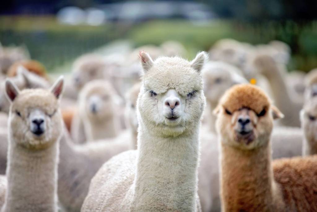 close up of alpacas