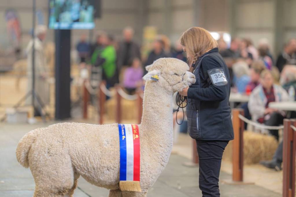 a winning alpaca being judged at the Australian Alpaca National Show