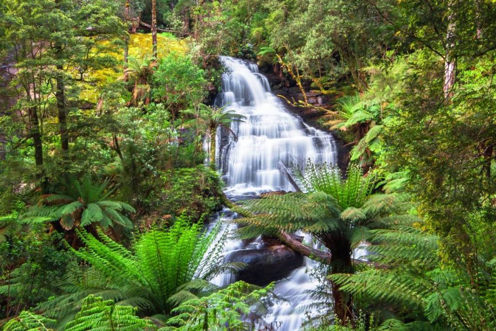 Triplet Falls in the Otways surrounded by trees and ferns