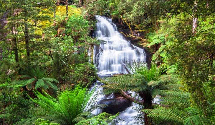 This ancient rainforest loop is filled with waterfalls, 300-year-old trees and old artefacts, and it’s 2.5 hours away from Melbourne
