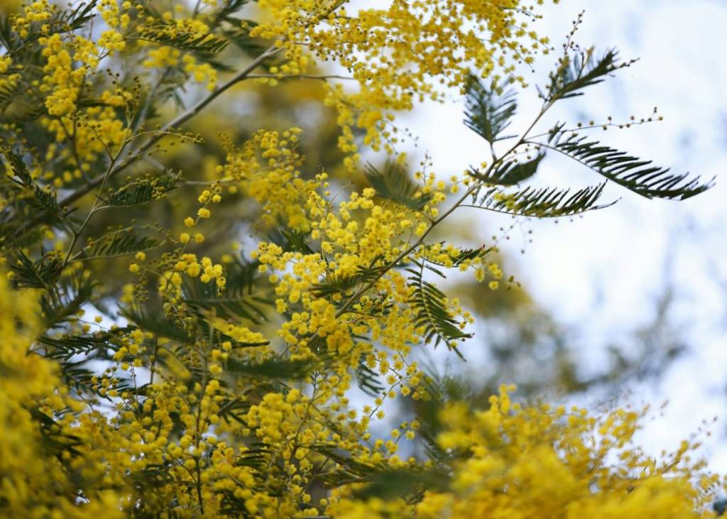 wattle tree in bloom