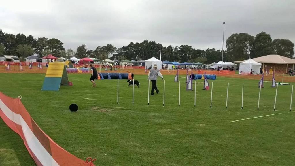 kcc dog park melbourne's sport courses