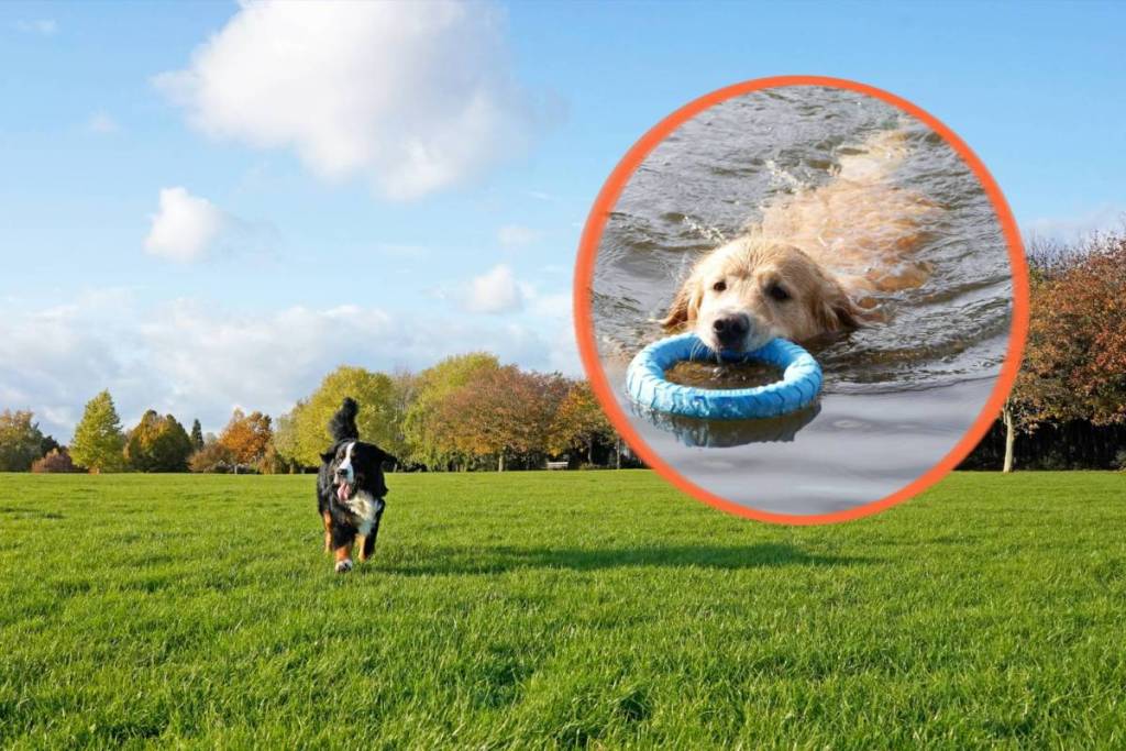 kcc dog park melbourne