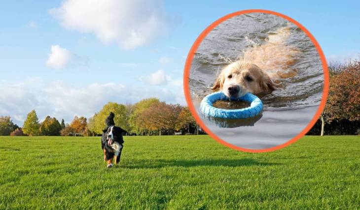 The Southern Hemisphere’s largest dog park is opening in Melbourne — a 30-hectare haven with six off-lead zones, a 5km trail and a swimming lake
