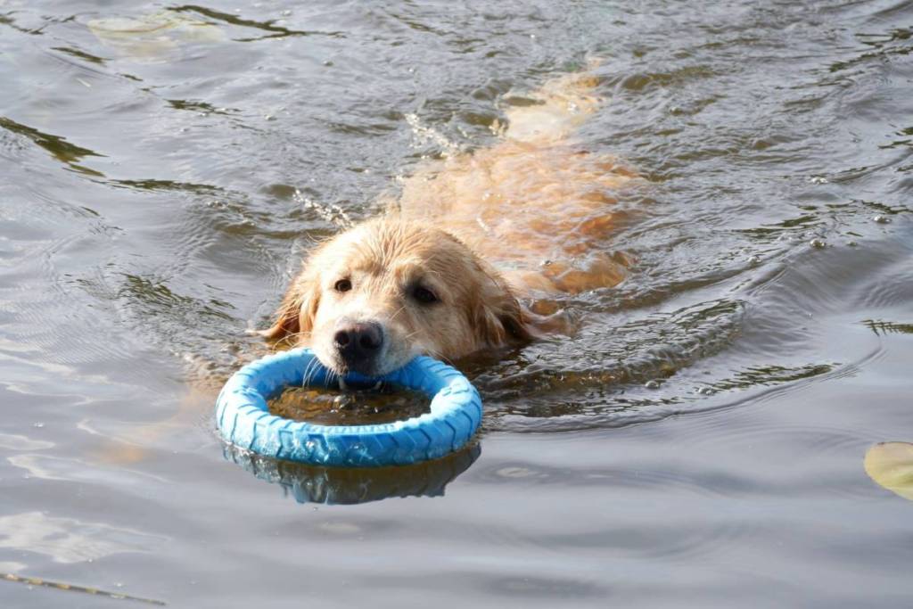 Dog swimming in lake with a frisbee in its mouth