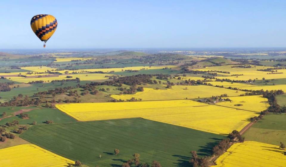 Soar over golden canola fields in a sunrise hot air balloon ride just 2.5 hours away from Melbourne