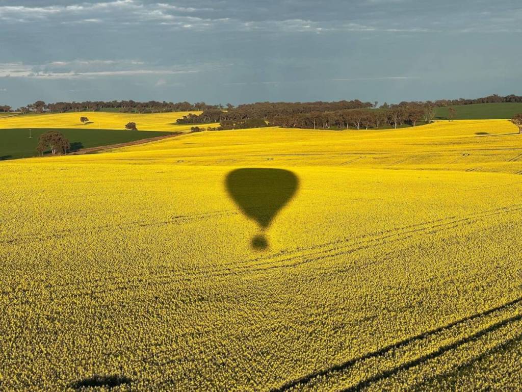 shadow of hot air balloon over a yellow canola field