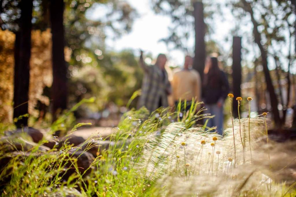 light shining on the grasses in the Australian Drylands Precinct at Royal Botanic Gardens, with people out of focus in the background