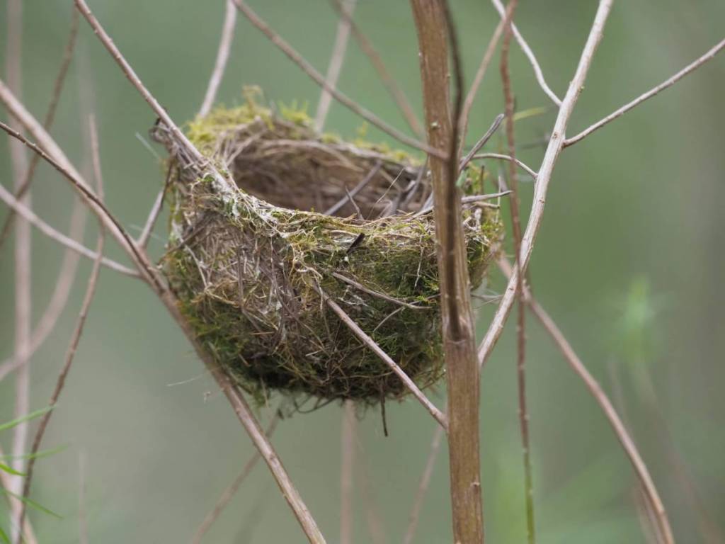 a nest in a tree