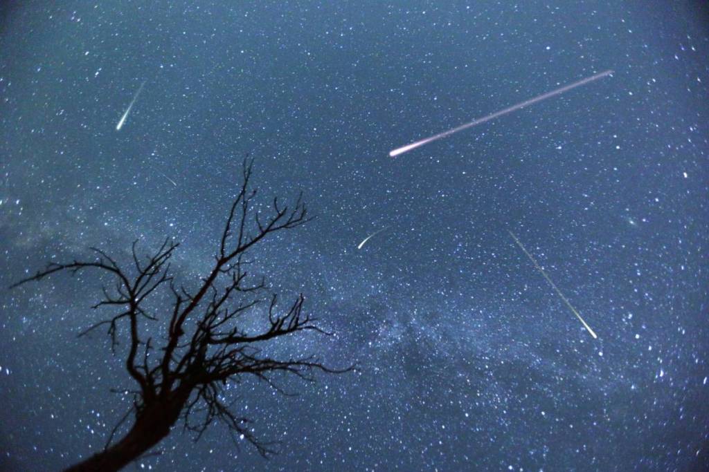 perseid meteor shower on a clear, starry night, with a leafless tree in the foreground