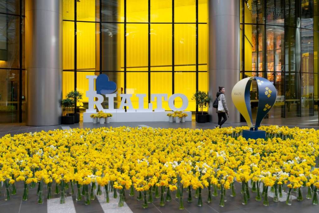 daffodils at Rialto for Daffodil Day