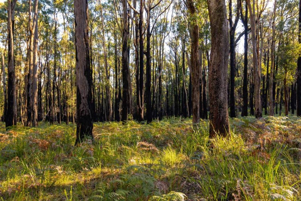 sunlit forest and ferns at Kurth Kiln Regional Park