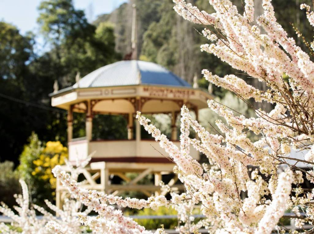 cherry blossoms blooming in Walhalla with rotunda in background