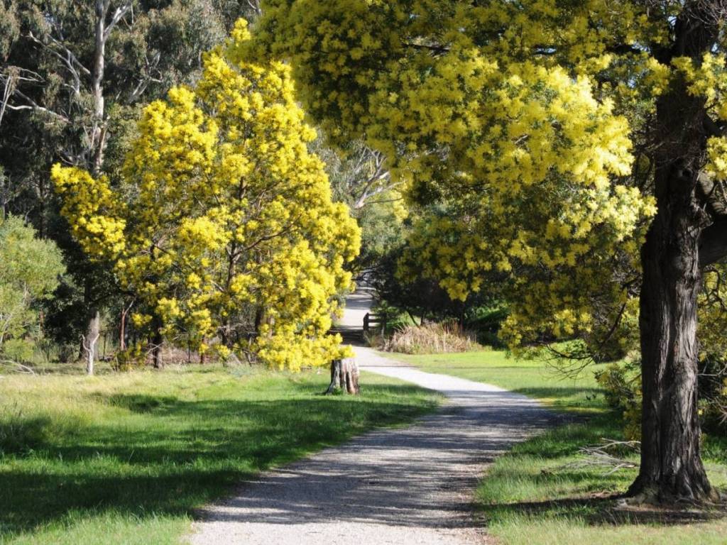 wattle blooming by a track in Wattle Park